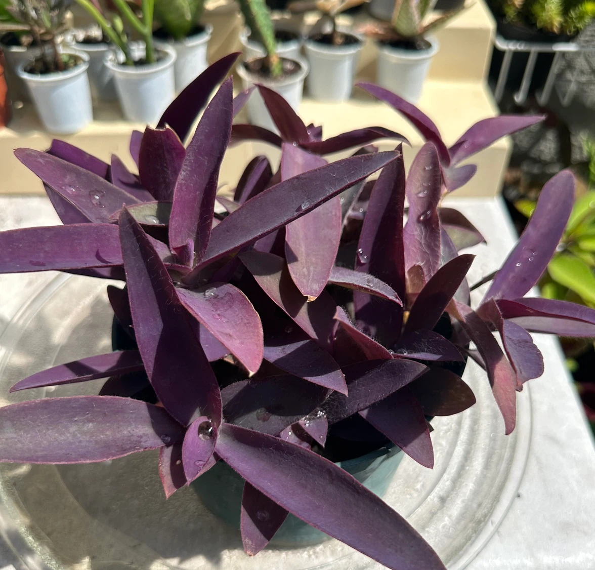 💜 Purple Heart Plant (Tradescantia) –5" Pot - photo 2