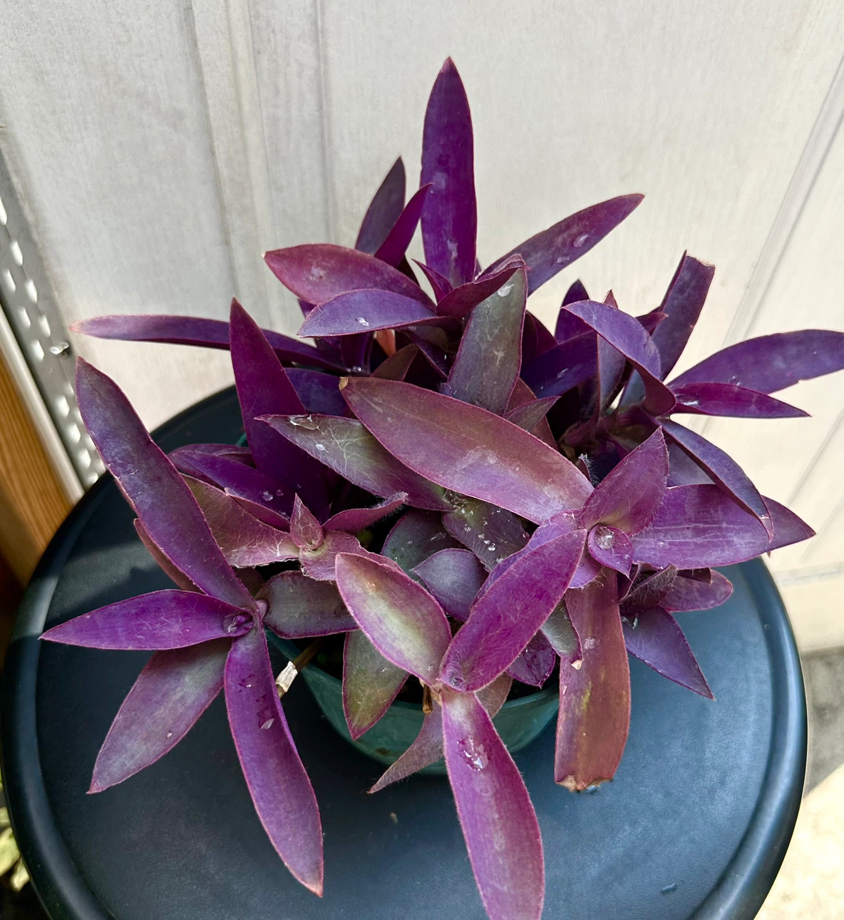 💜 Purple Heart Plant (Tradescantia) –5" Pot - photo 3