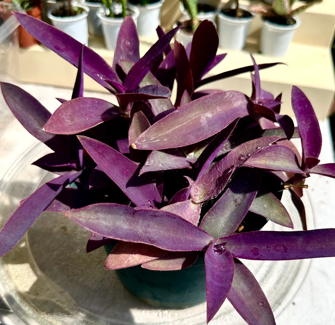 💜 Purple Heart Plant (Tradescantia) –5" Pot - photo 4