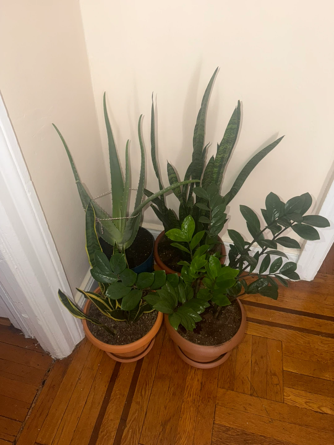 Assorted Potted Houseplants - photo 3