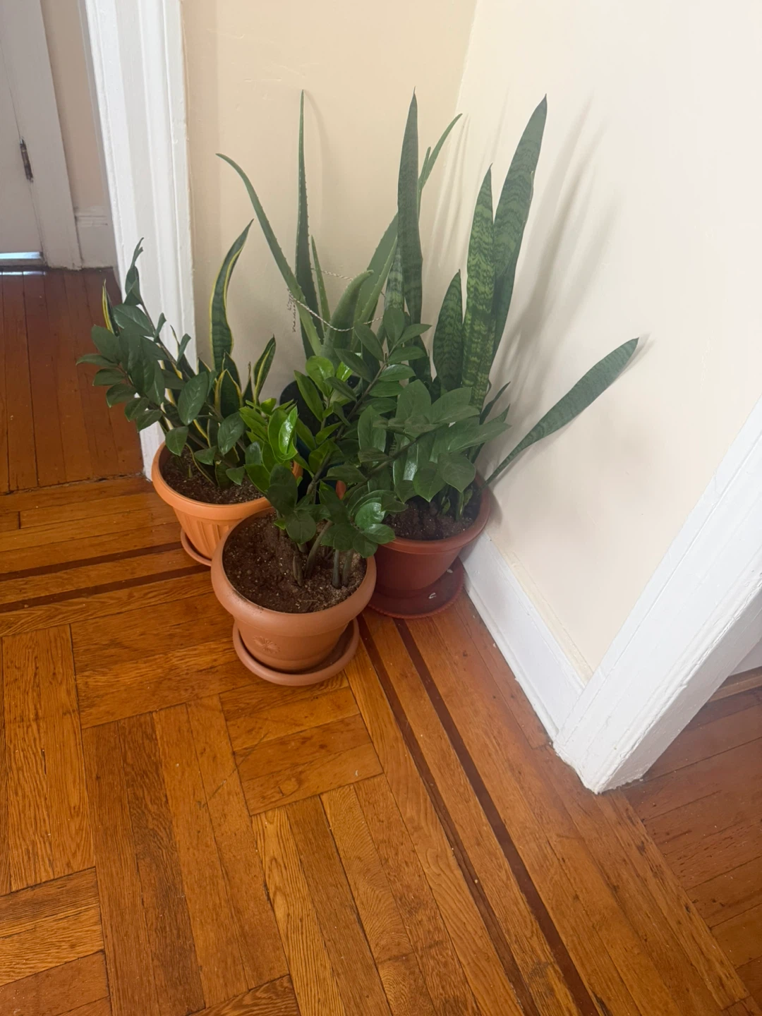 Assorted Potted Houseplants - photo 2