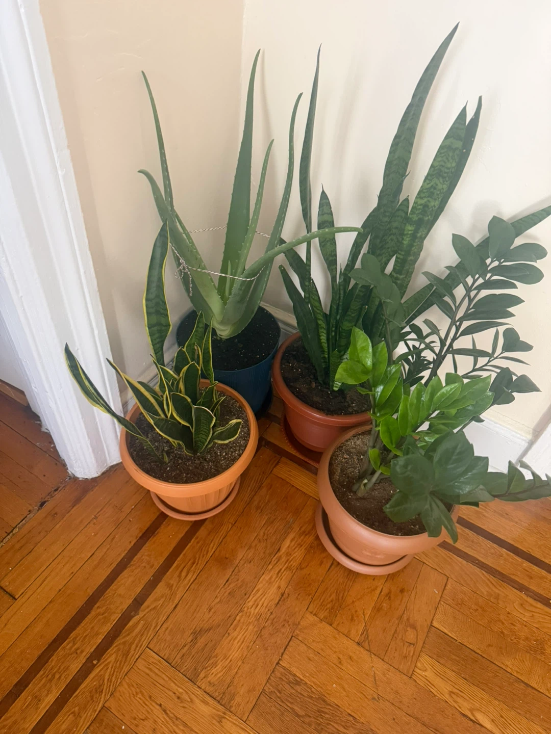 Assorted Potted Houseplants