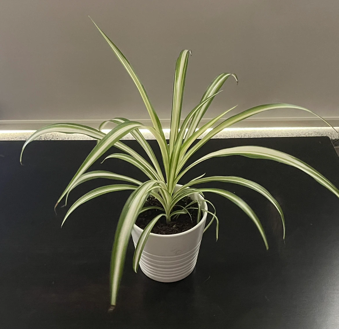Spider Plant in White Pot