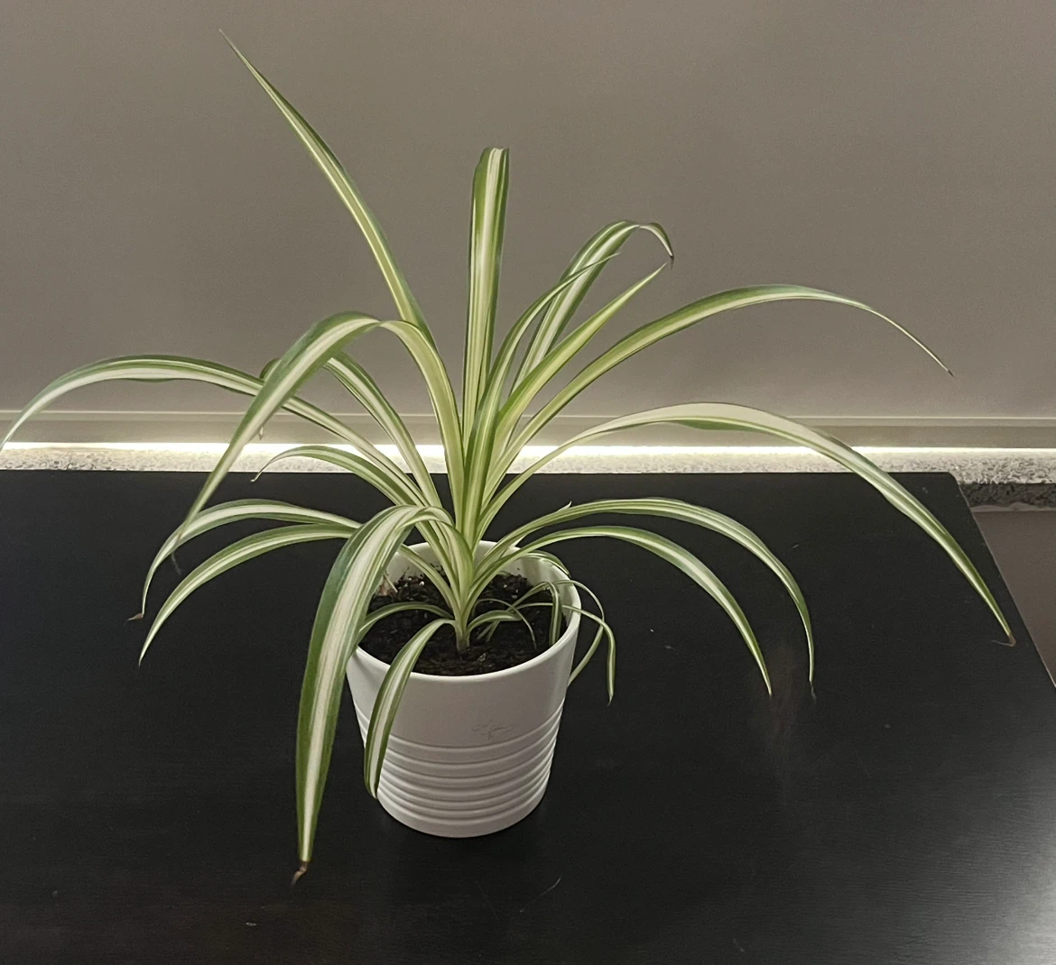 Spider Plant in White Pot - photo 3