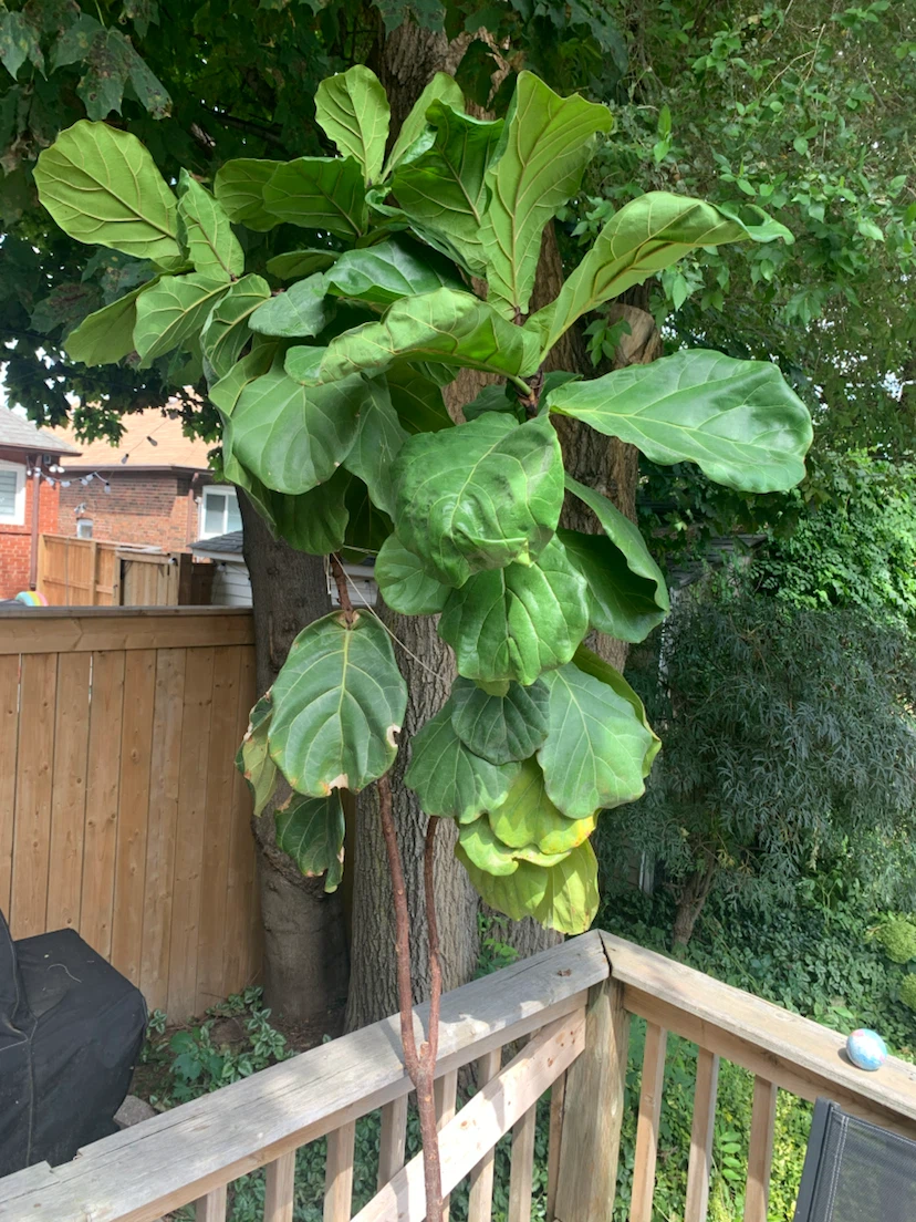 Fiddle Leaf Fig Tree