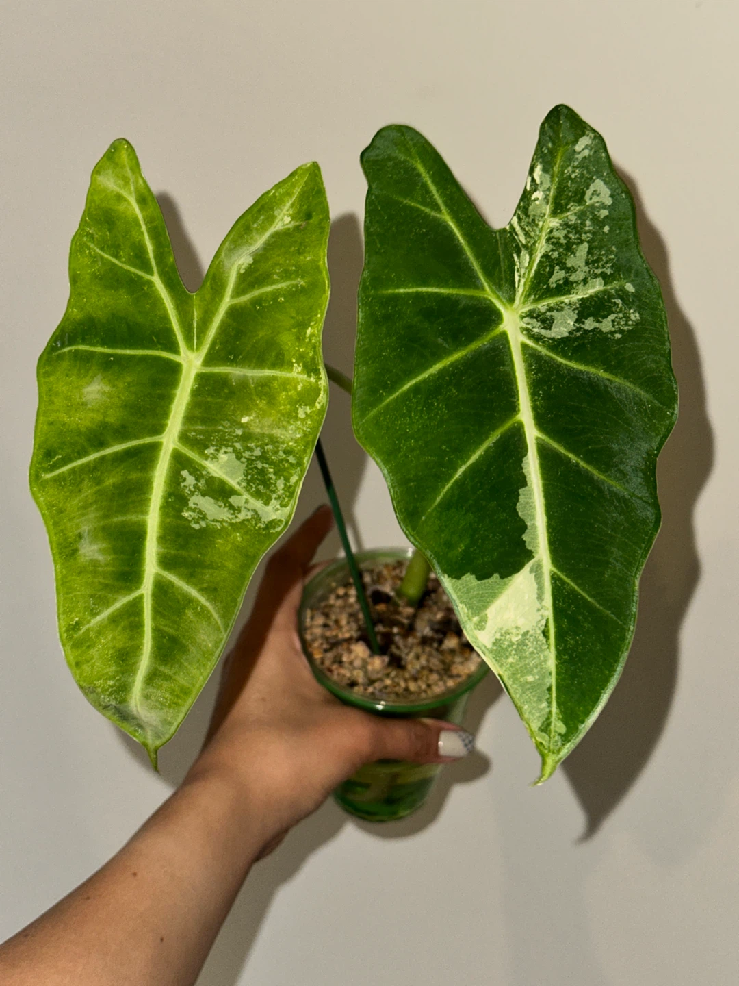 Alocasia Frydek Variegated Plant