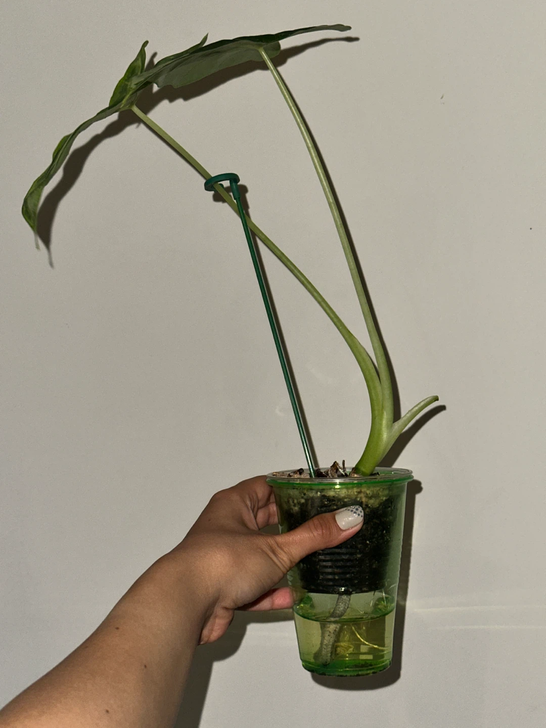Alocasia Frydek Variegated Plant - photo 2