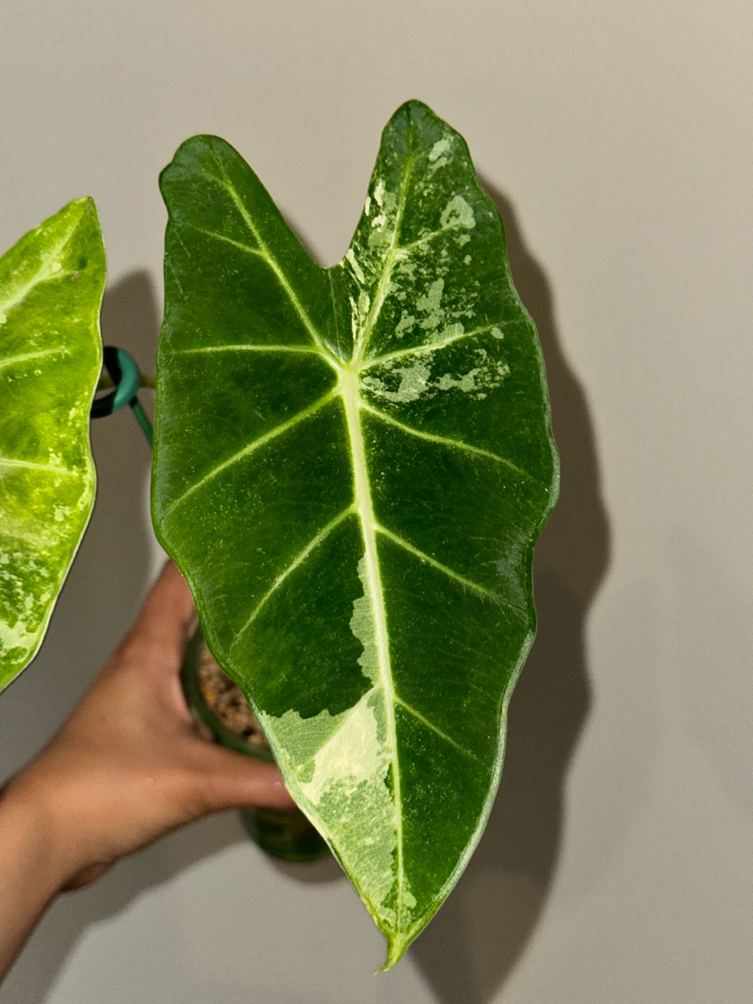Alocasia Frydek Variegated Plant - photo 3