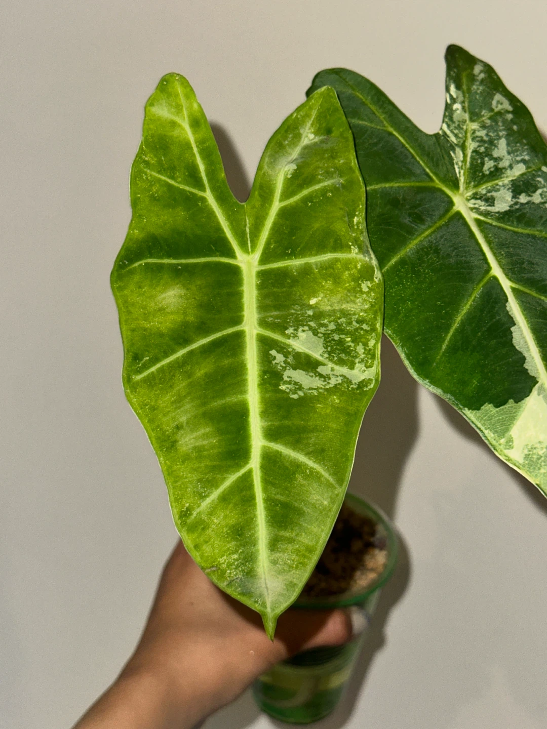 Alocasia Frydek Variegated Plant - photo 4