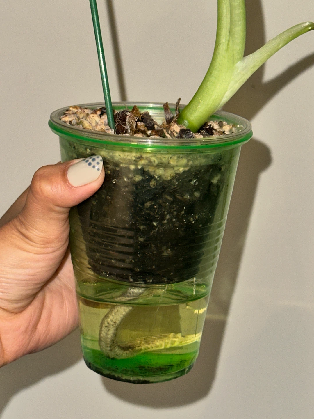 Alocasia Frydek Variegated Plant - photo 5