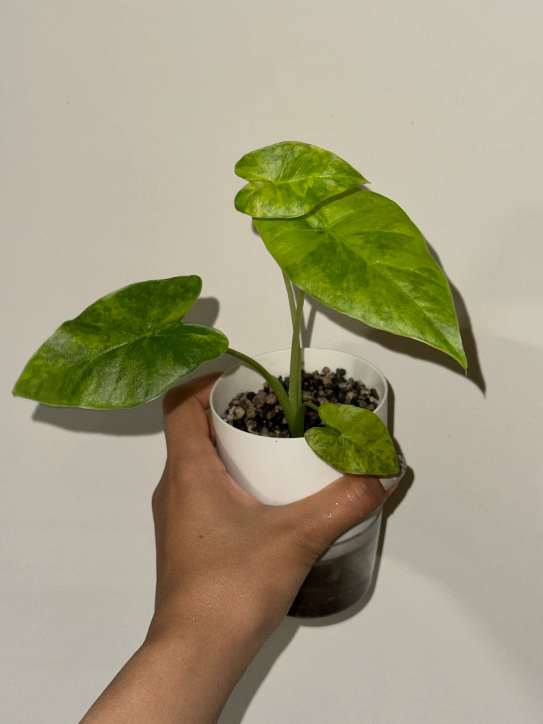 Alocasia Gaganea Aurea Plant