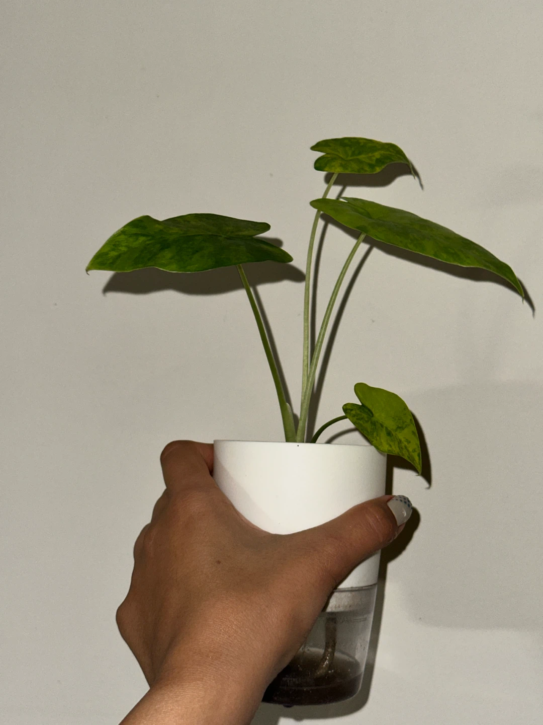 Alocasia Gaganea Aurea Plant - photo 2