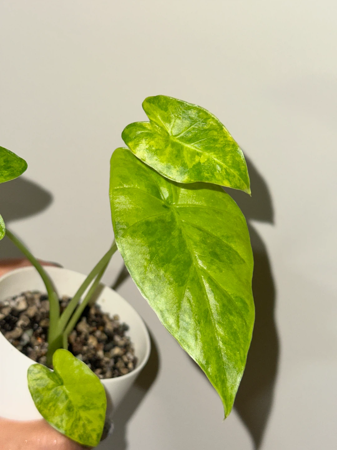 Alocasia Gaganea Aurea Plant - photo 3