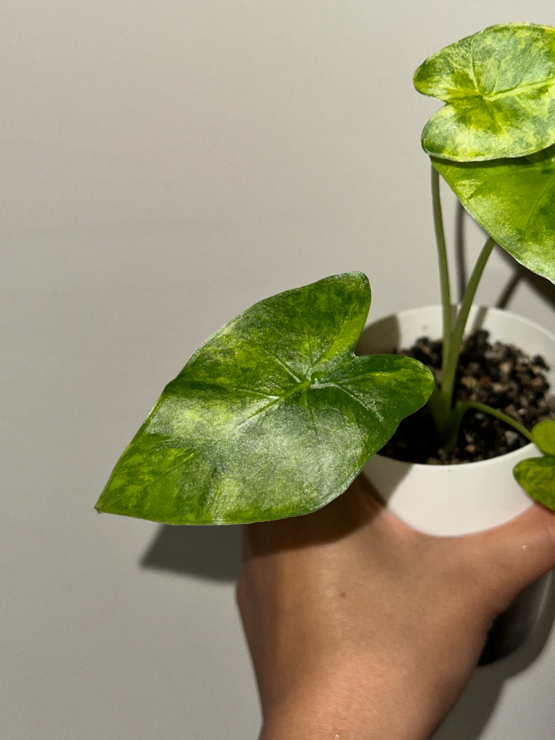 Alocasia Gaganea Aurea Plant - photo 4
