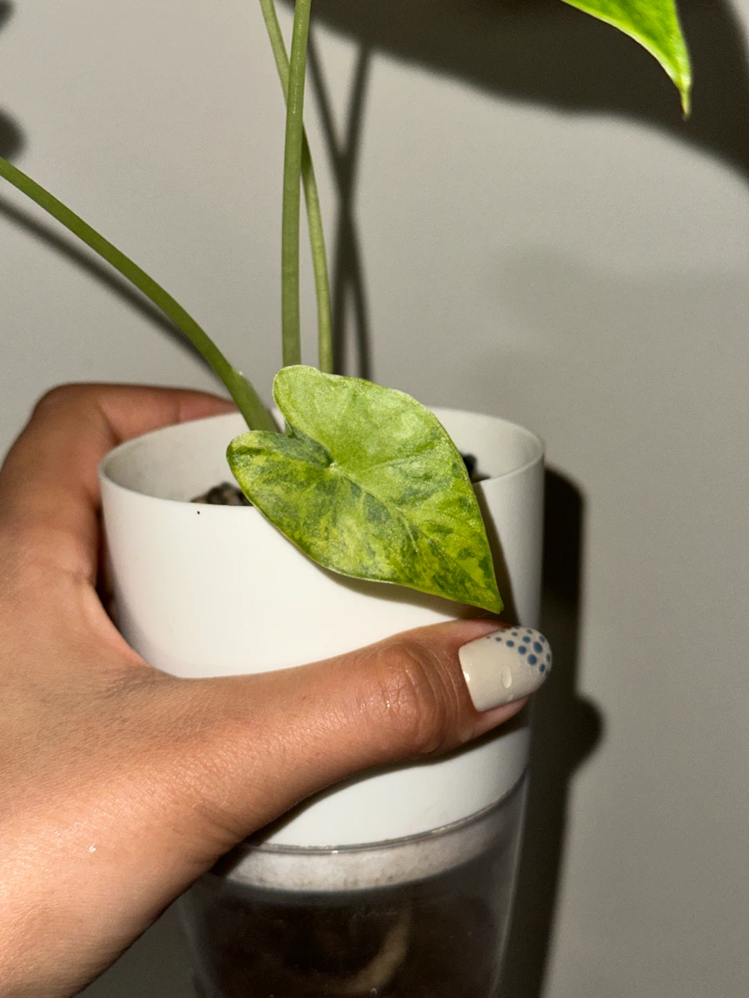 Alocasia Gaganea Aurea Plant - photo 5