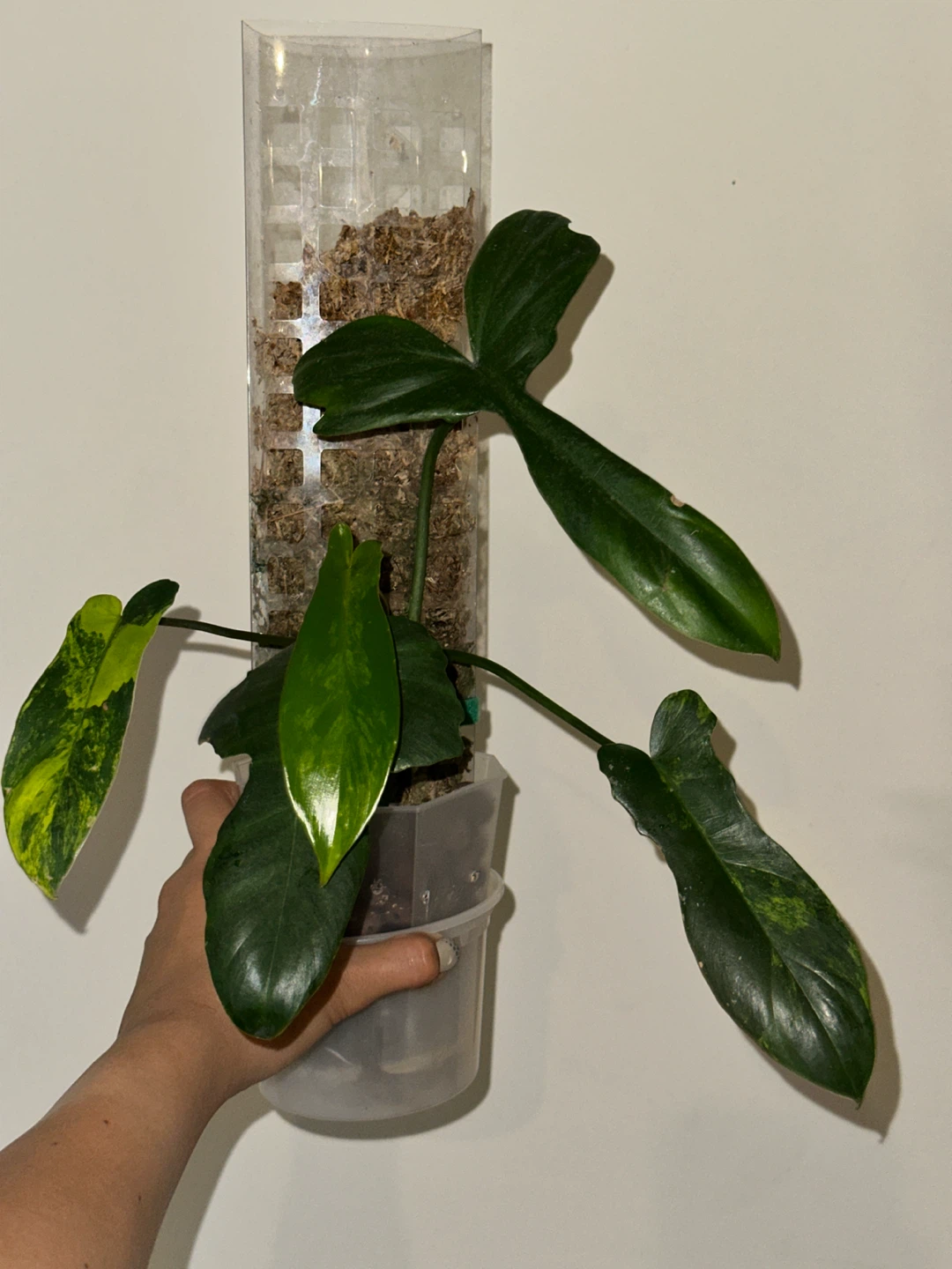 Philodendron Kitina Plant