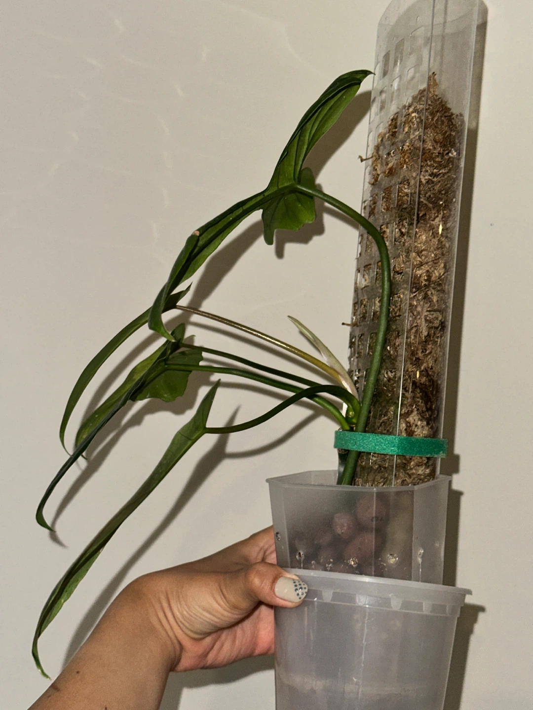 Philodendron Kitina Plant - photo 2