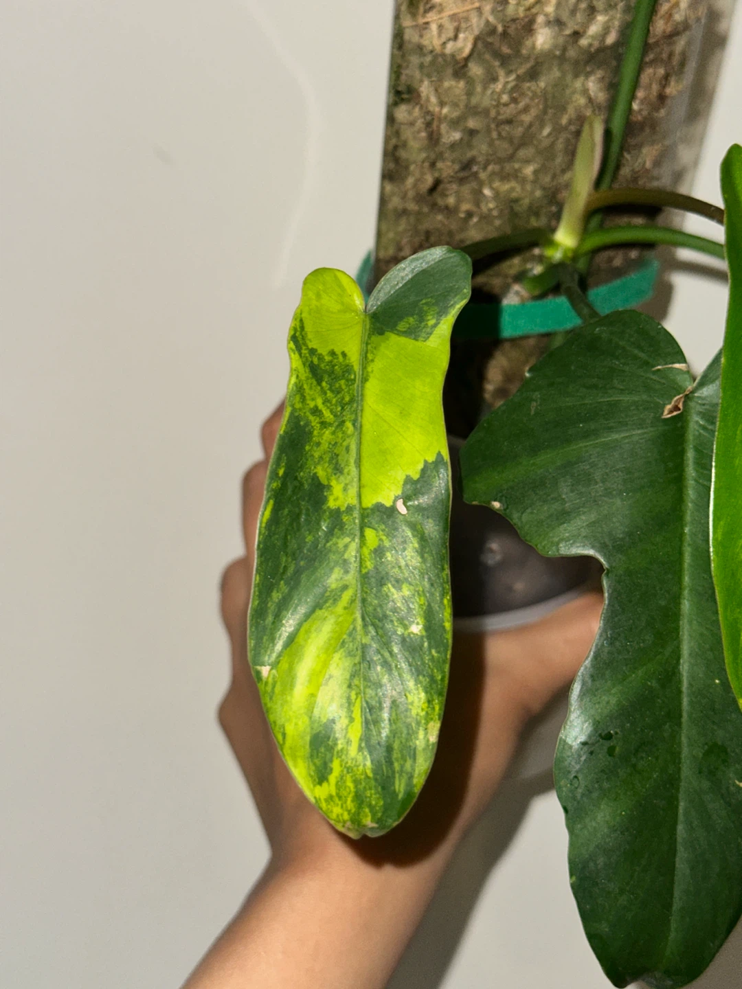 Philodendron Kitina Plant - photo 3