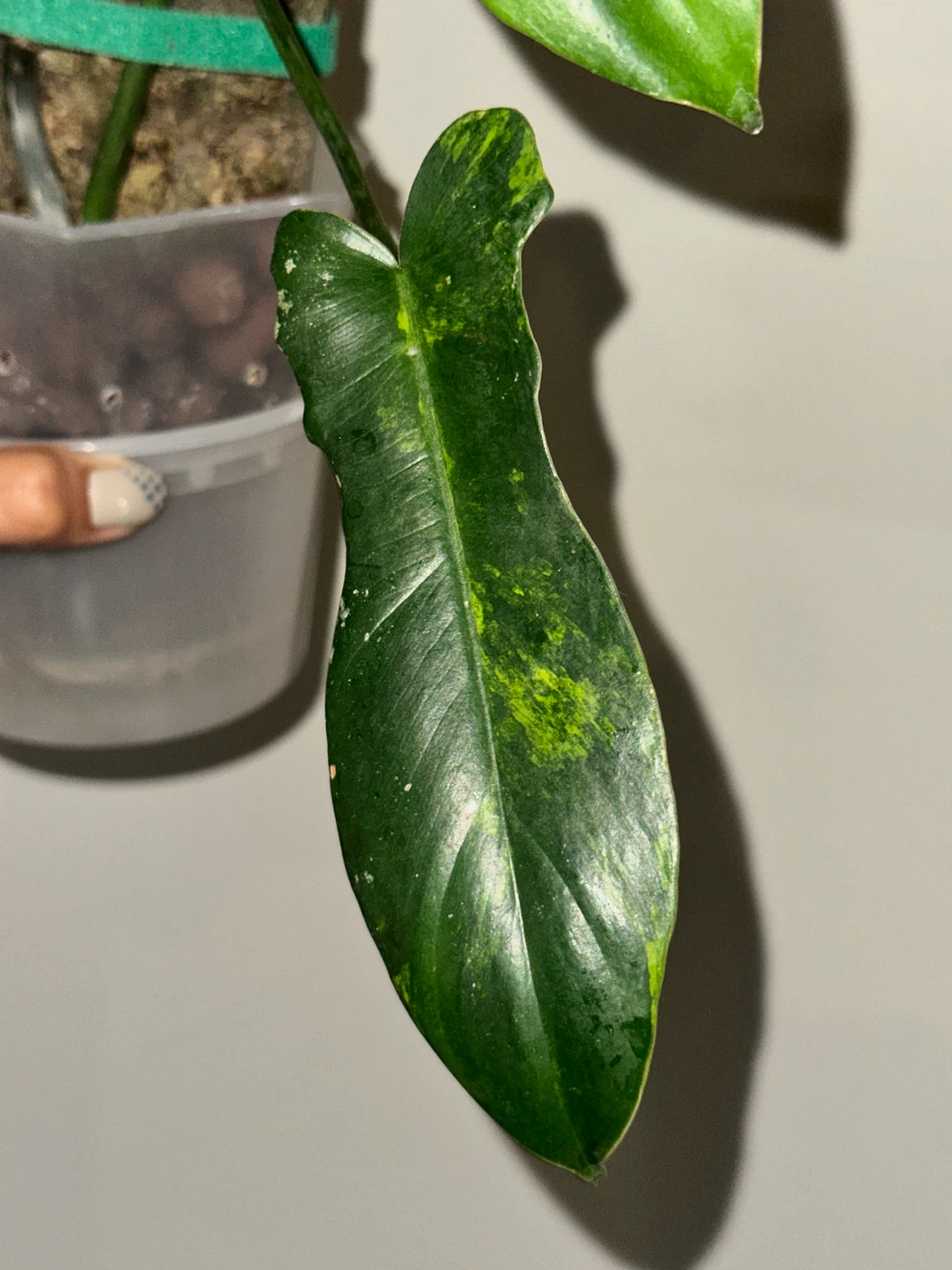 Philodendron Kitina Plant - photo 4