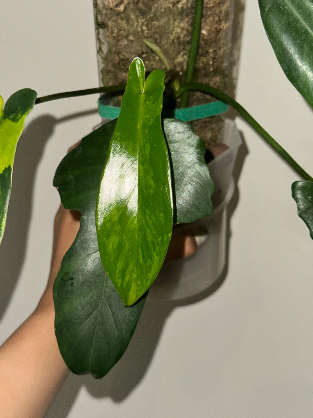Philodendron Kitina Plant - photo 5
