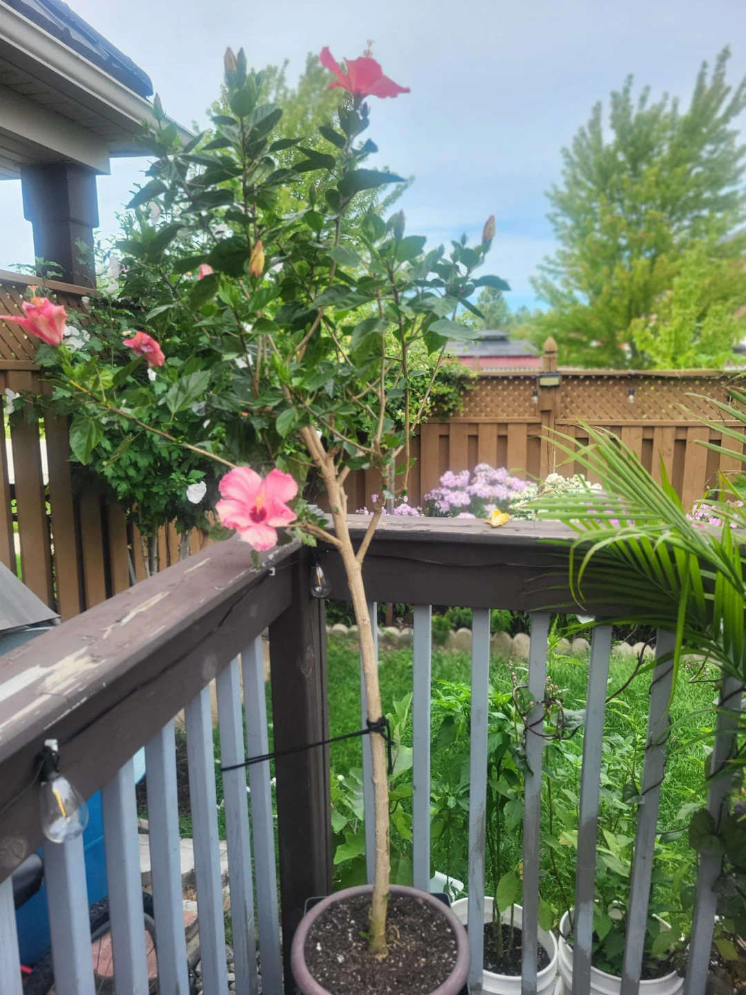 Hibiscus plant with pink flowers