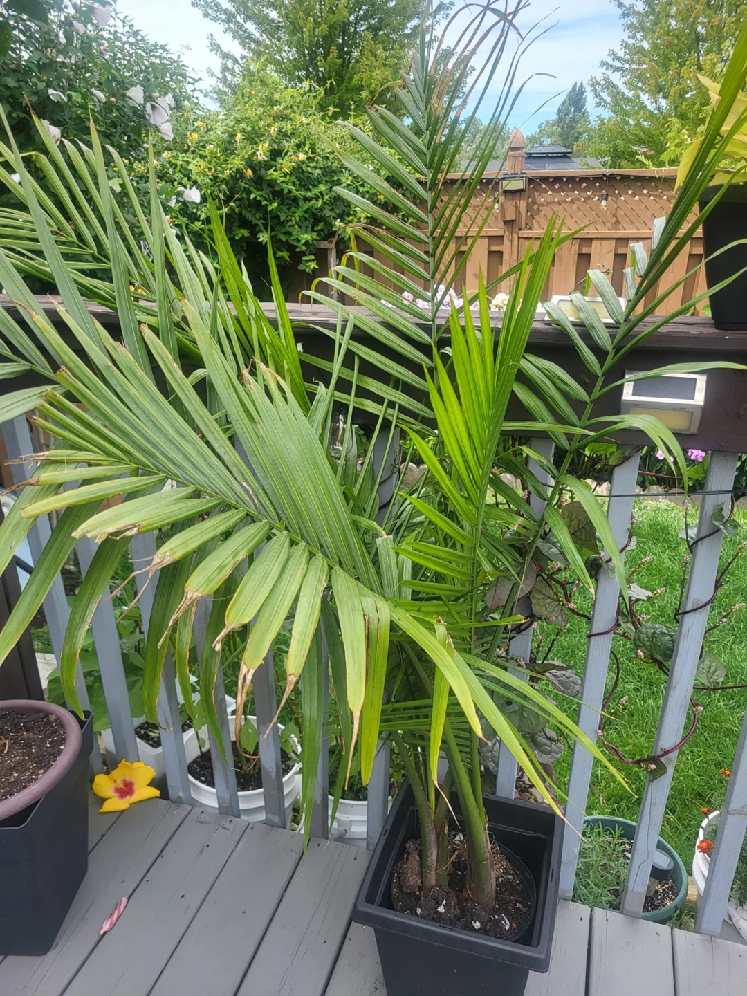 Potted Palm Tree