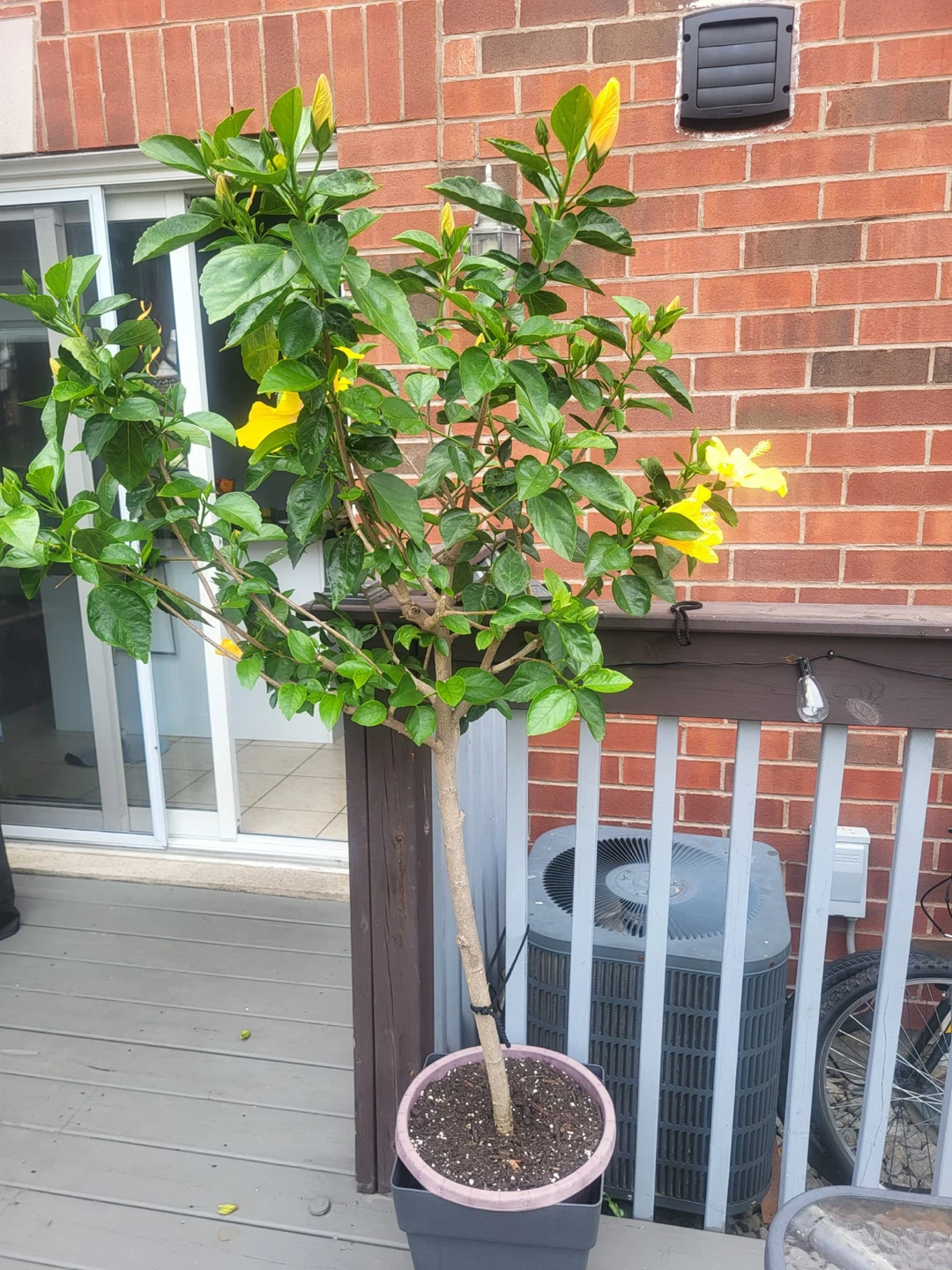 Yellow Hibiscus Tree