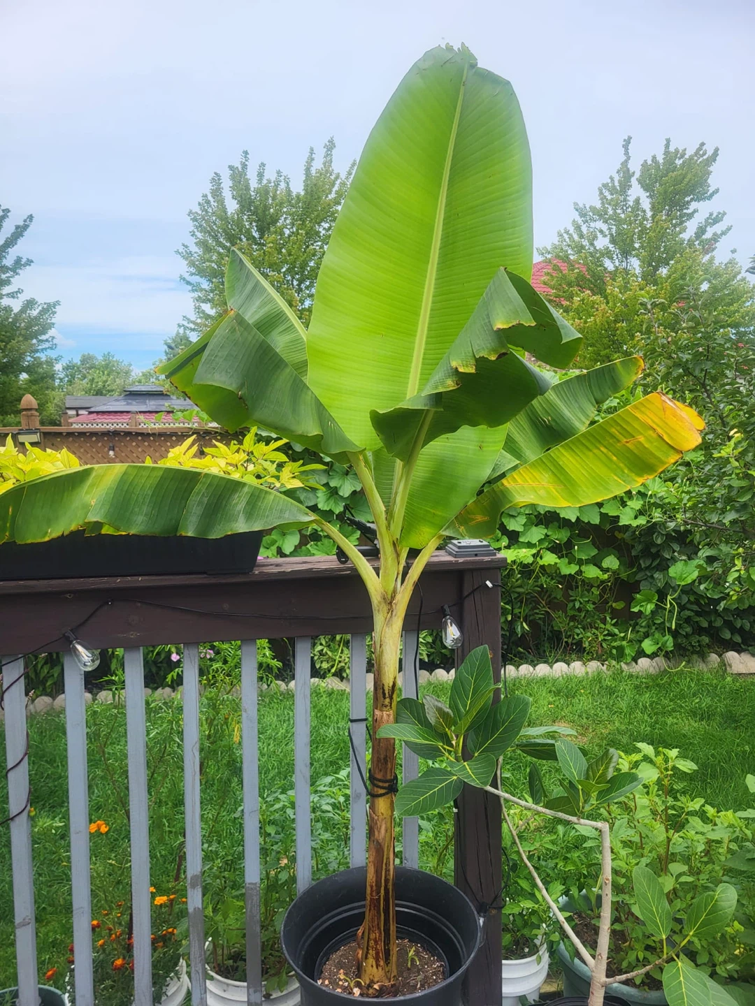 Banana Tree Plant in Pot