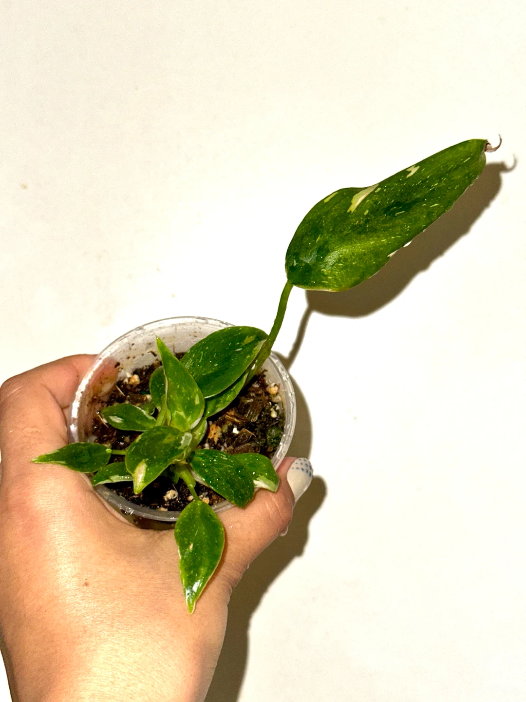 Philodendron White Wizard Plant