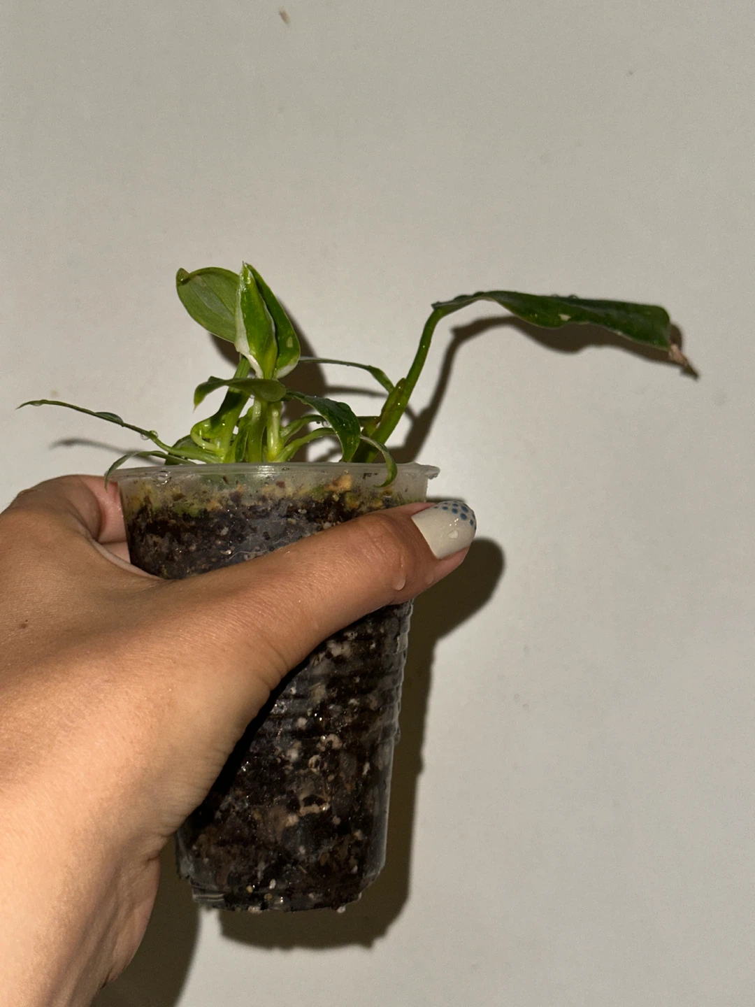 Philodendron White Wizard Plant - photo 2