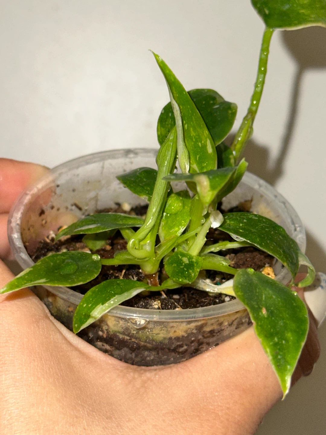 Philodendron White Wizard Plant - photo 3