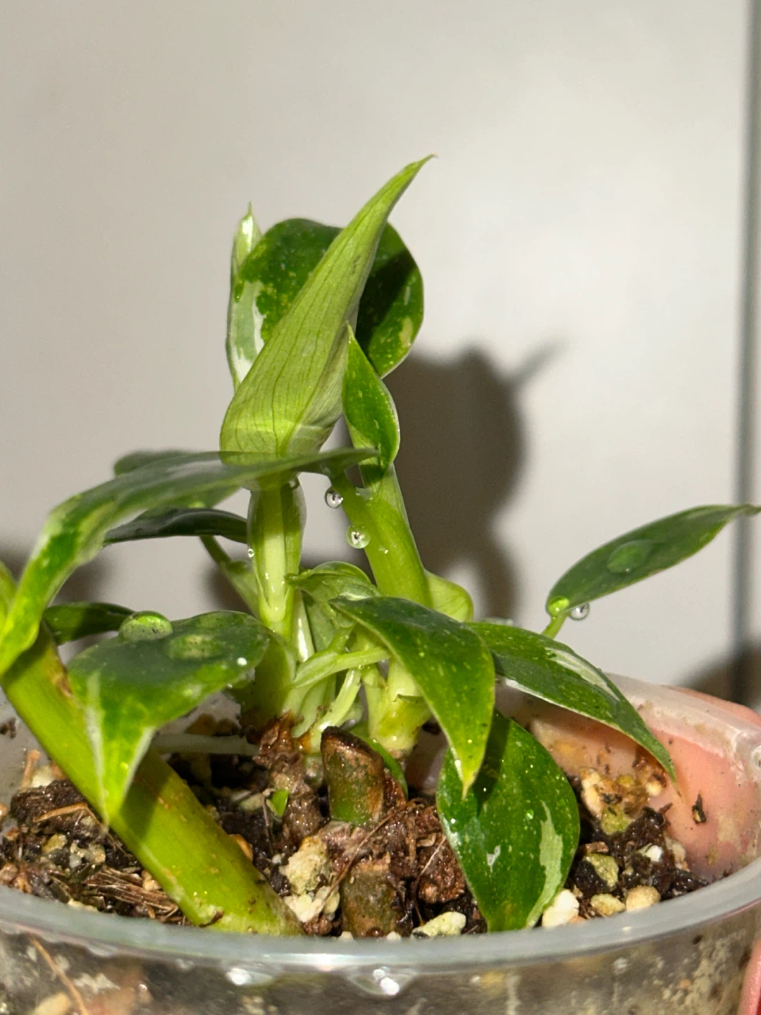 Philodendron White Wizard Plant - photo 4
