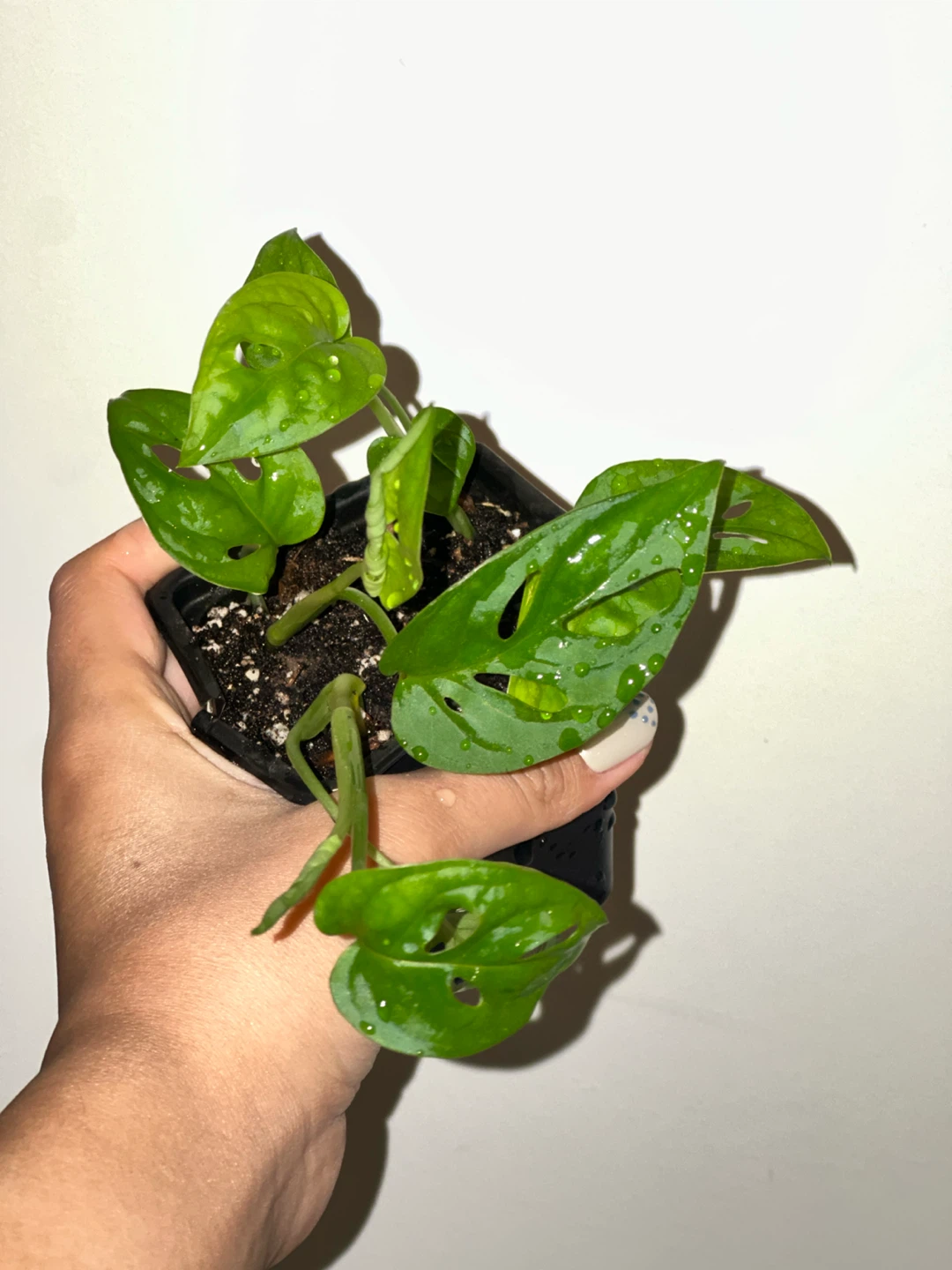 Monstera Adansonii Plant