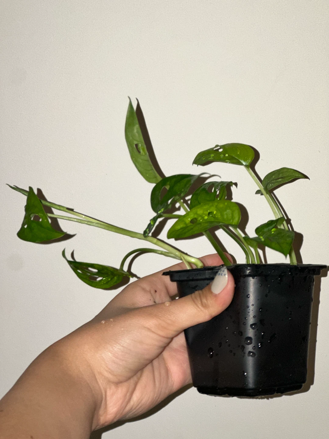 Monstera Adansonii Plant - photo 2
