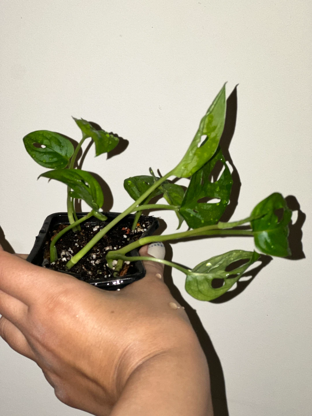 Monstera Adansonii Plant - photo 3