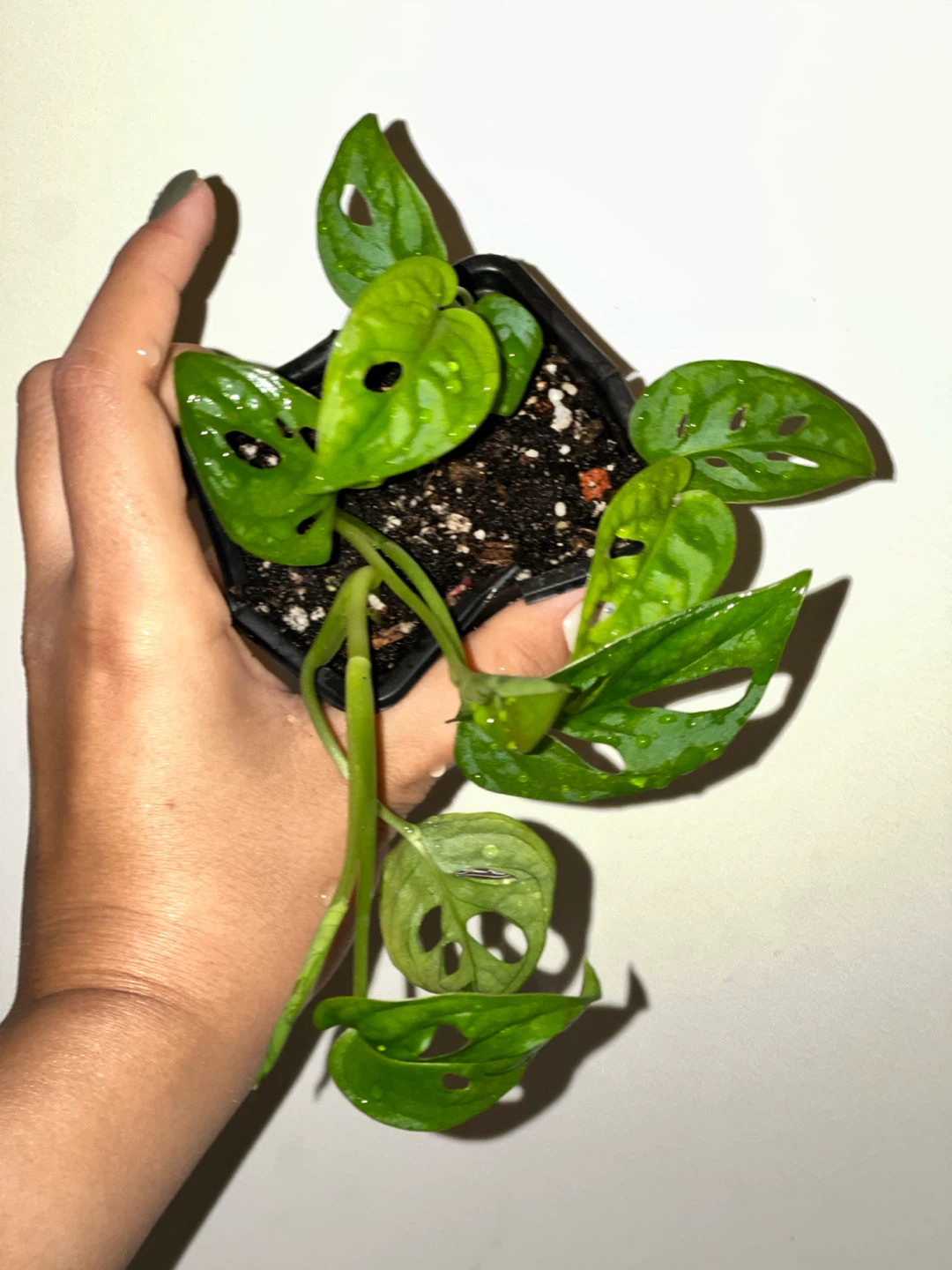 Monstera Adansonii Plant - photo 4