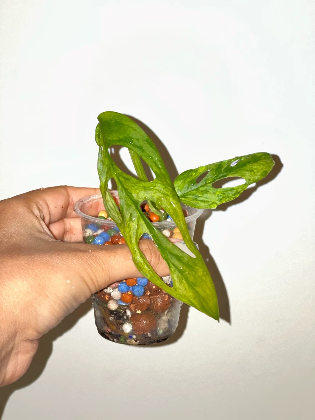 Monstera Adansonii Indo Mint Plant