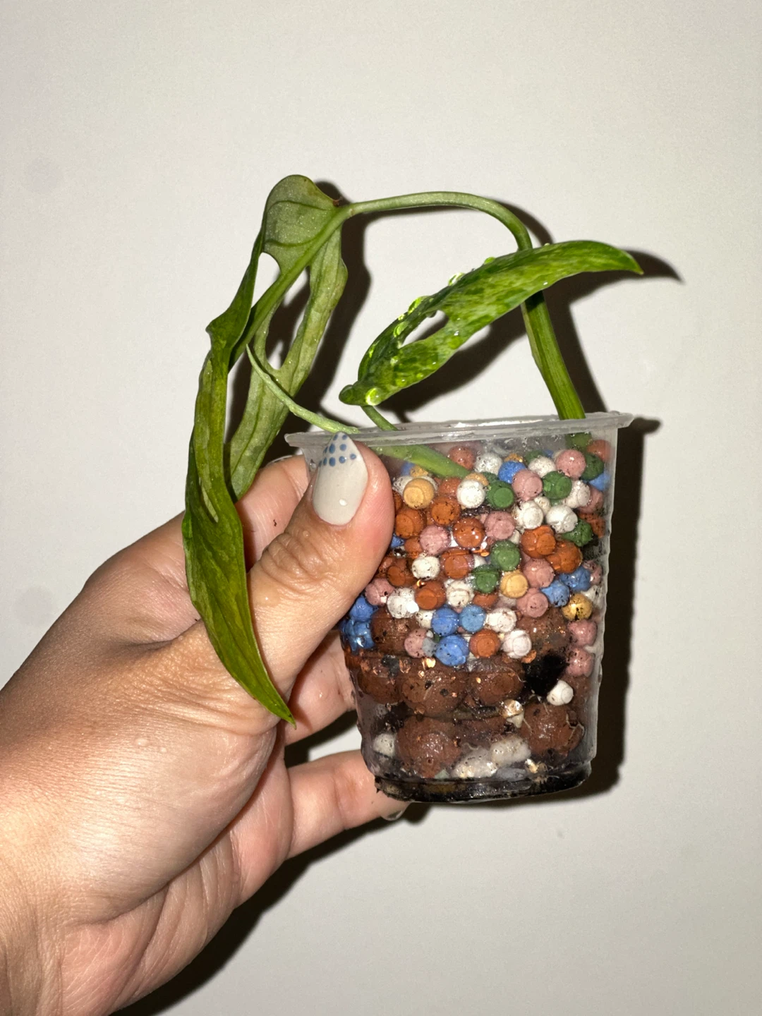 Monstera Adansonii Indo Mint Plant - photo 2
