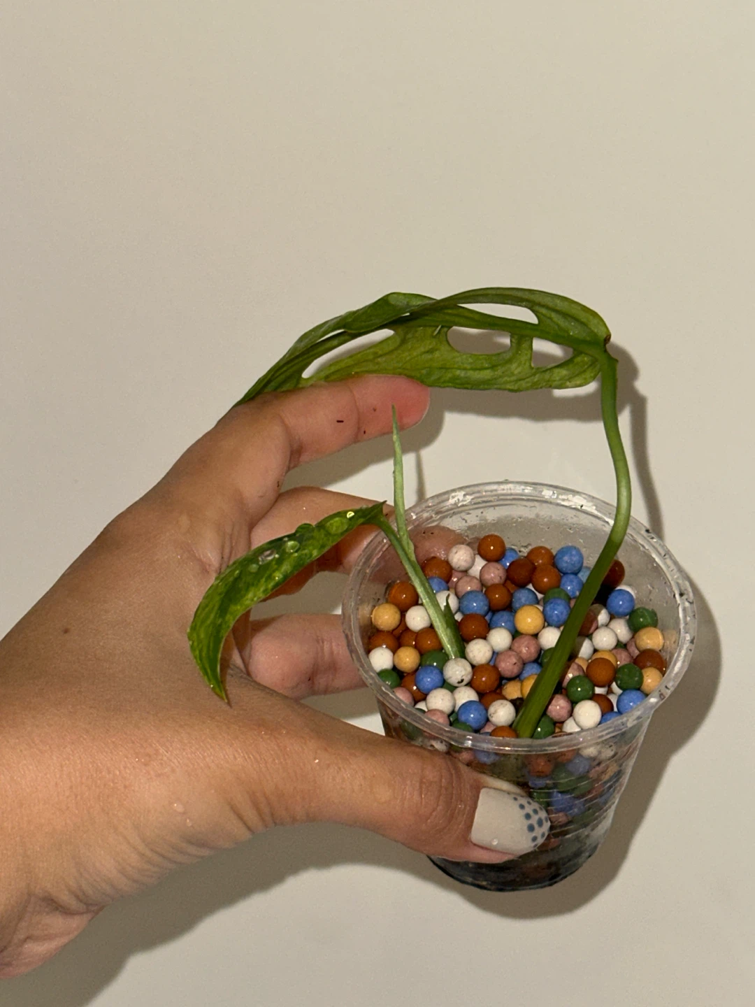 Monstera Adansonii Indo Mint Plant - photo 3