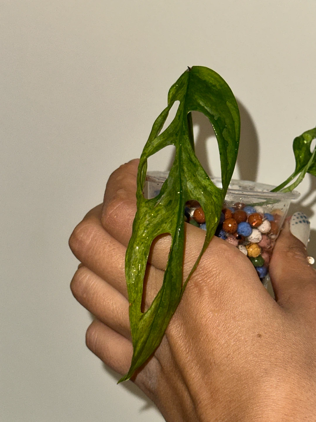 Monstera Adansonii Indo Mint Plant - photo 4