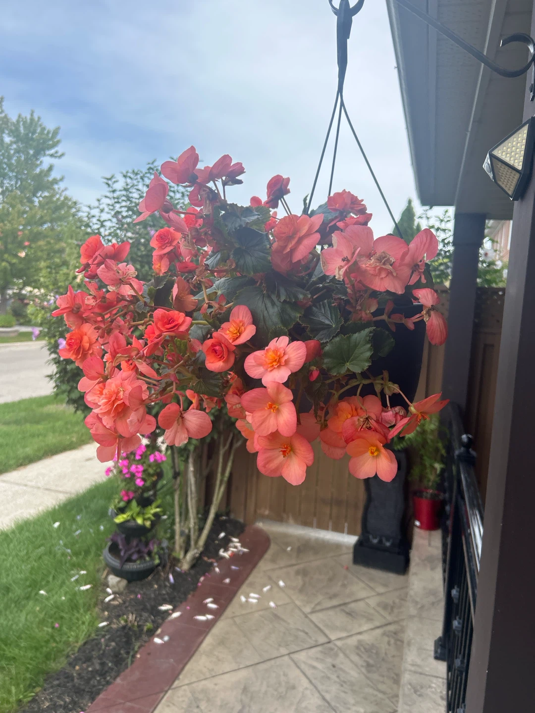 Hanging basket of coral begonias
