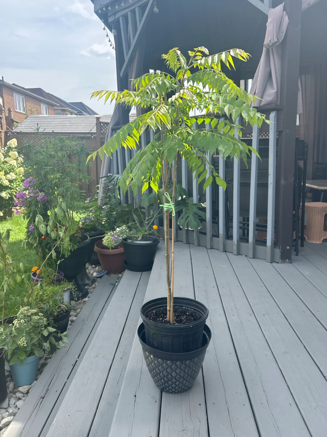 Established Curry Leaf Tree Plant