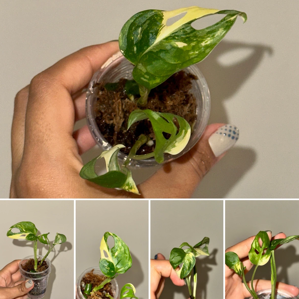 Monstera Adansonii Albo / Japanese Tricolor Plant