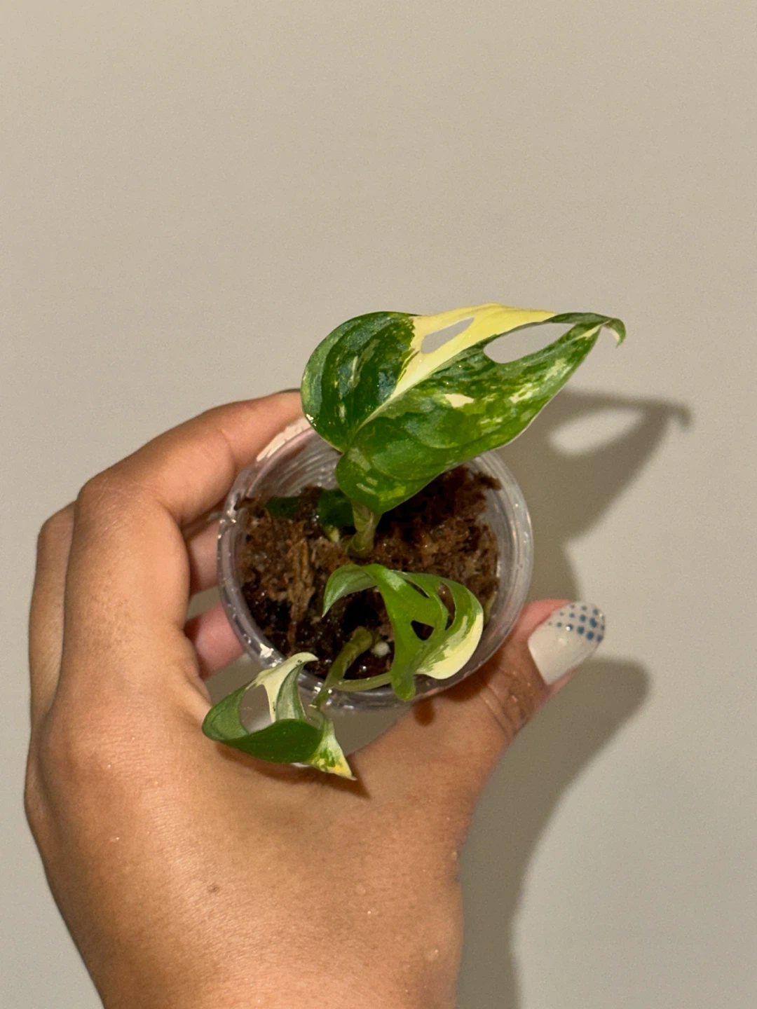 Monstera Adansonii Albo / Japanese Tricolor Plant - photo 2
