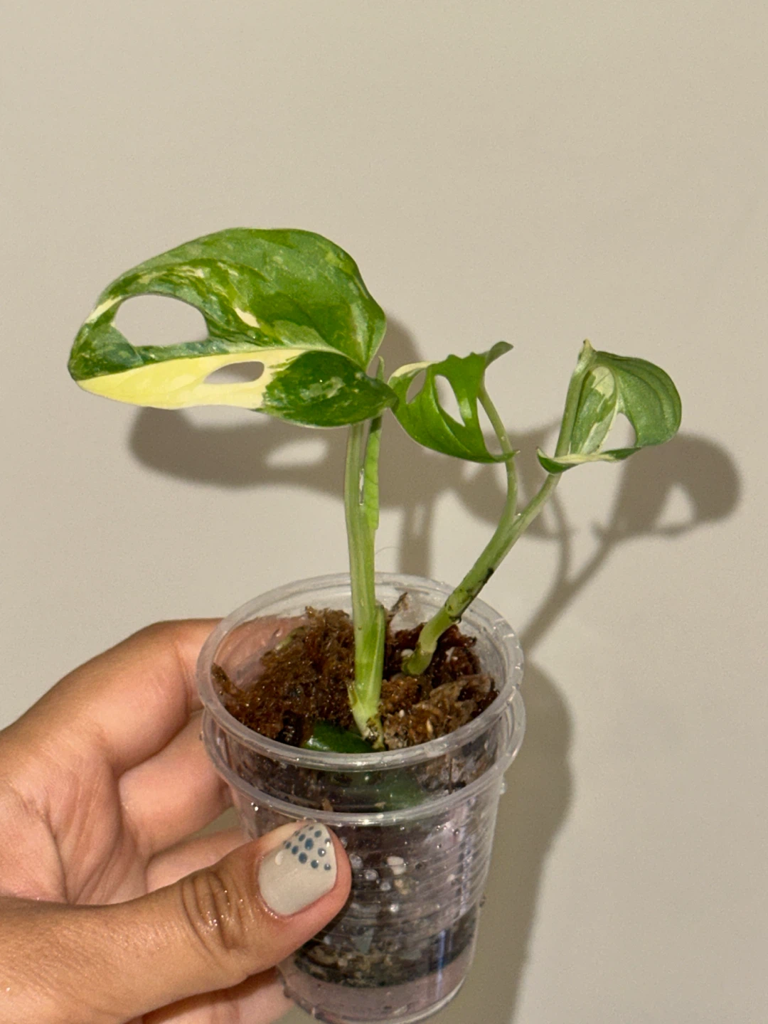 Monstera Adansonii Albo / Japanese Tricolor Plant - photo 3