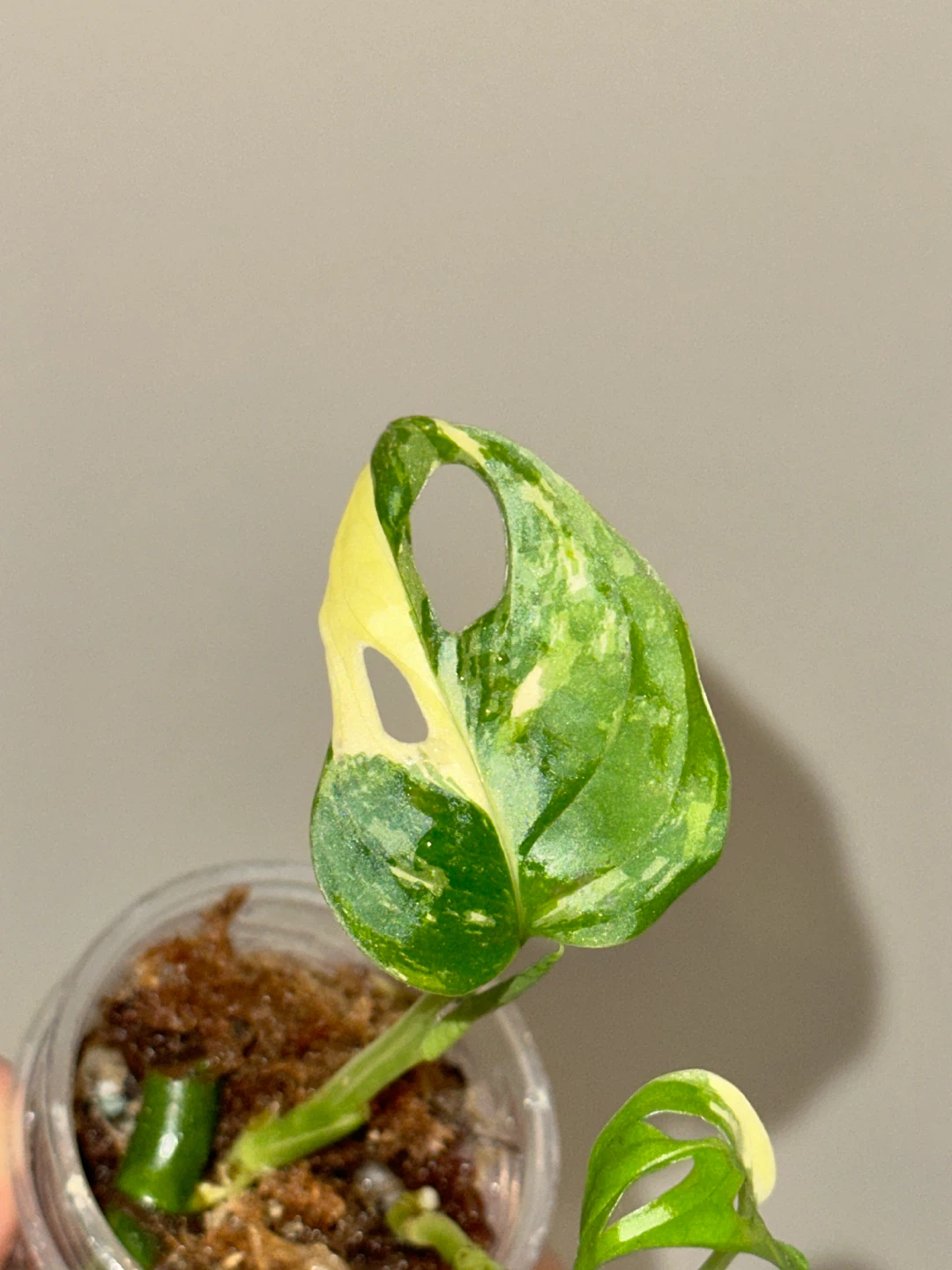 Monstera Adansonii Albo / Japanese Tricolor Plant - photo 4