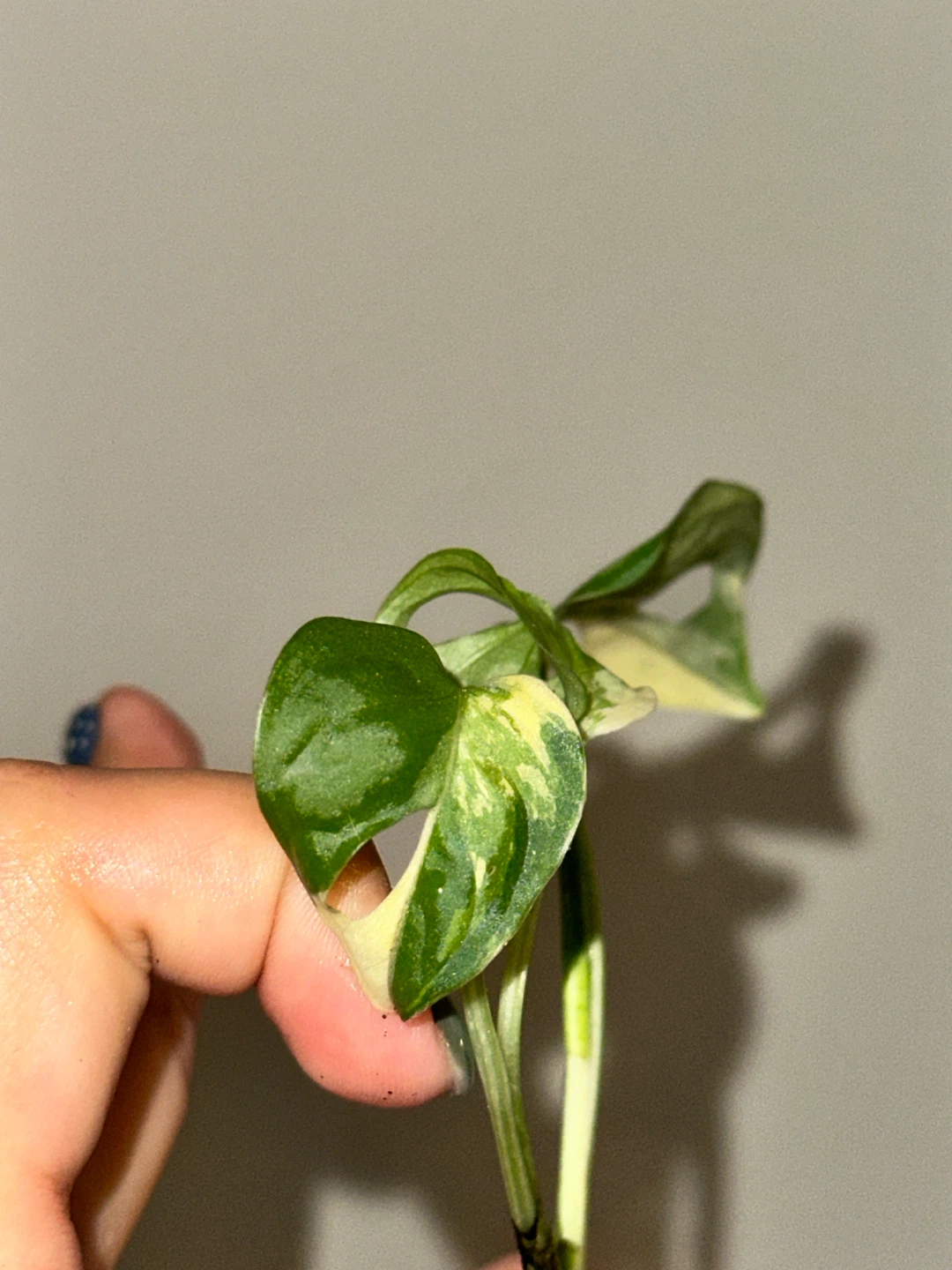 Monstera Adansonii Albo / Japanese Tricolor Plant - photo 5
