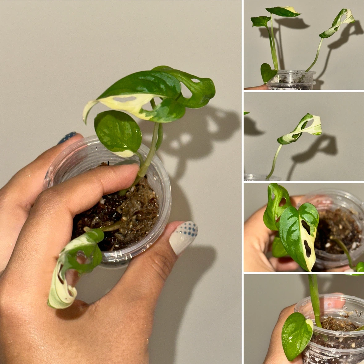 Monstera Adansonii Albo / Japanese Tricolor Plant