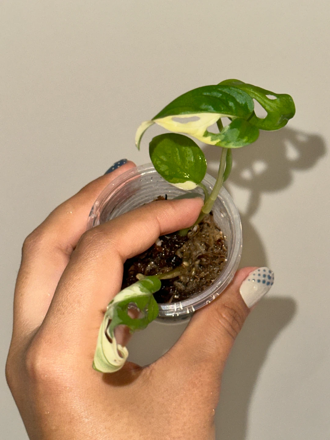 Monstera Adansonii Albo / Japanese Tricolor Plant - photo 2