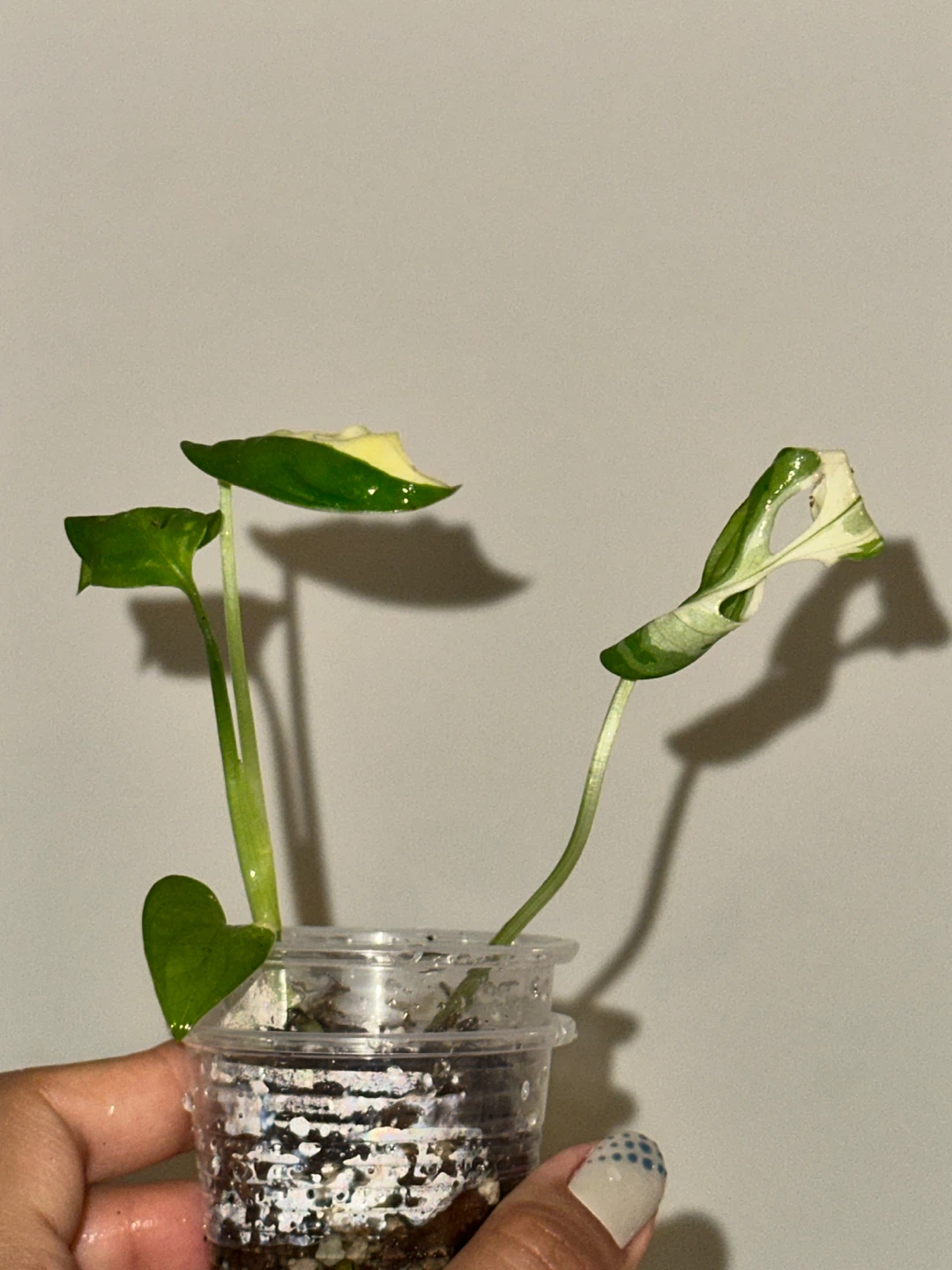 Monstera Adansonii Albo / Japanese Tricolor Plant - photo 3